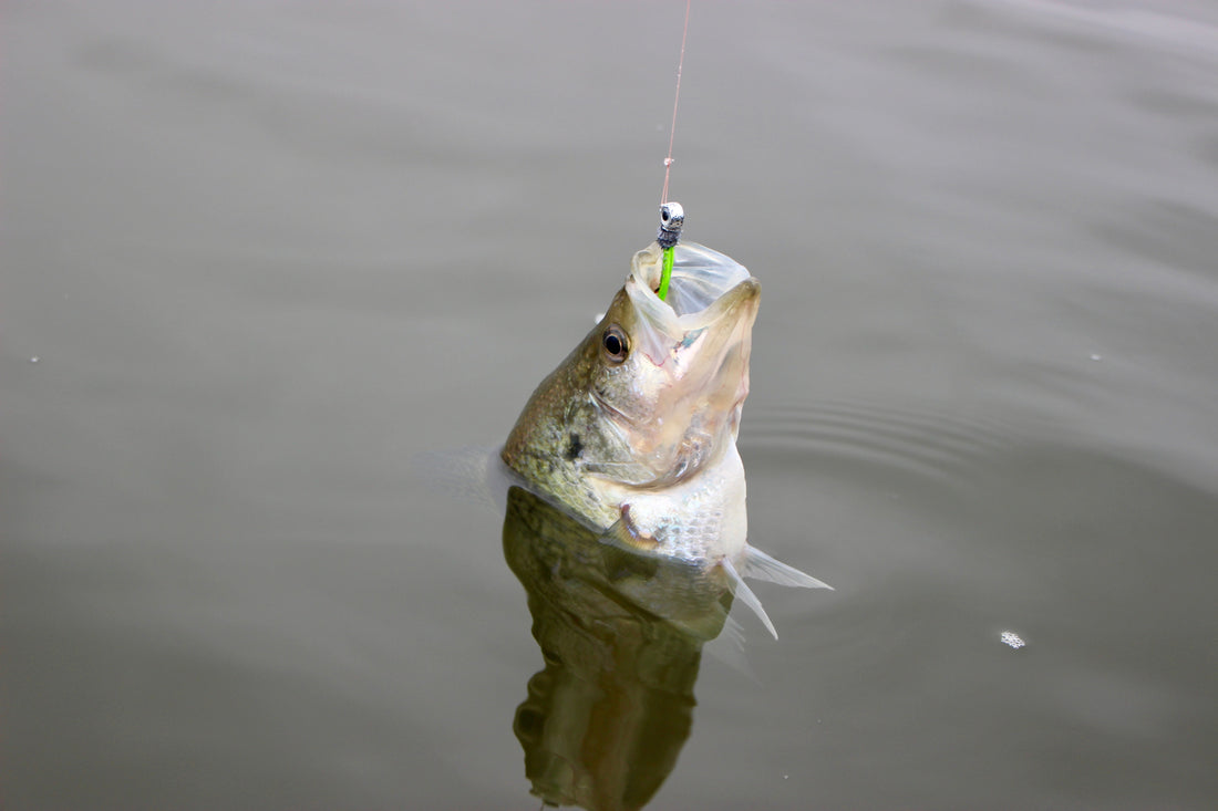 Kentucky Lake Fishing Report - December 2025